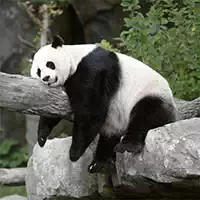 Slide Panda